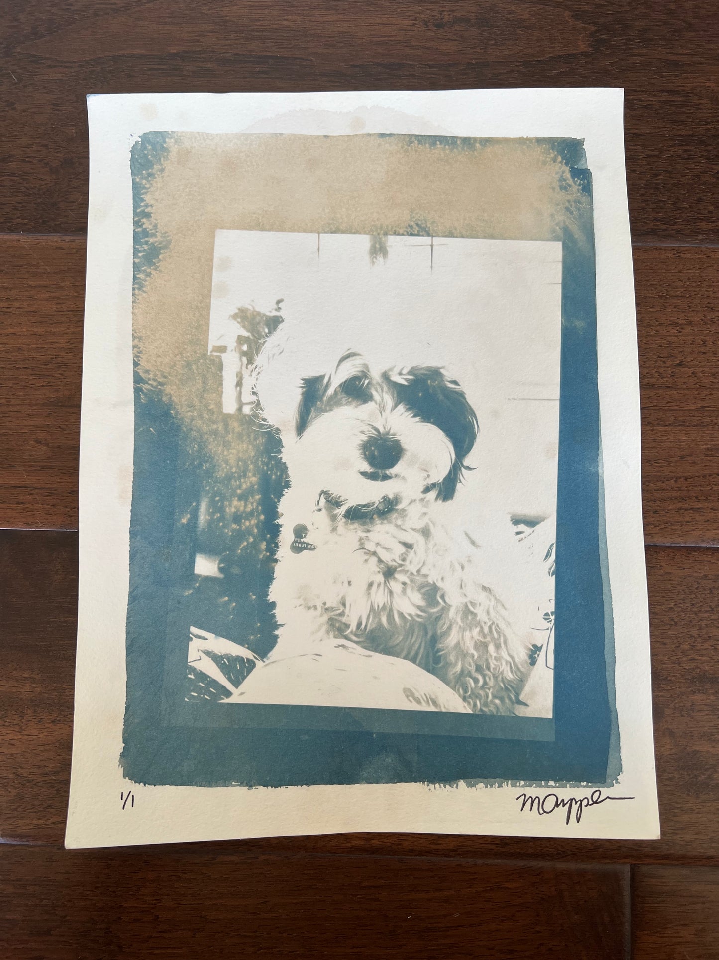 'Pete' Cyanotype Print